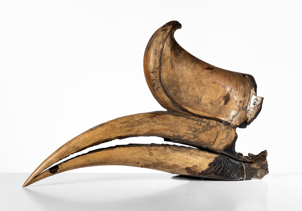 Beak of a rhinoceros hornbill (Buceros rhinoceros). Museum für Naturkunde Berlin. Foto: Carola Radke (MfN)